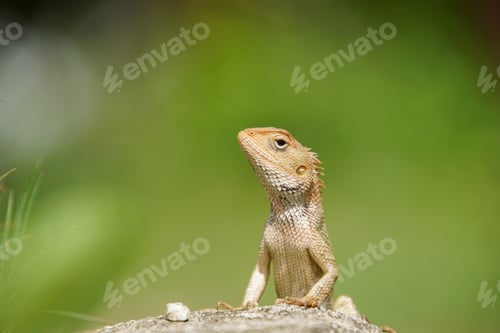 Preview: Closeup shot of an agama on green blurred background