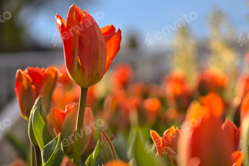 Preview: Tulips