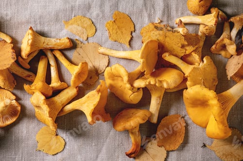 Vista previa: Forest chanterelle mushrooms