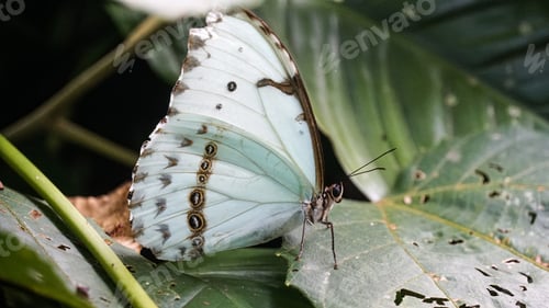 Preview: white butterfly