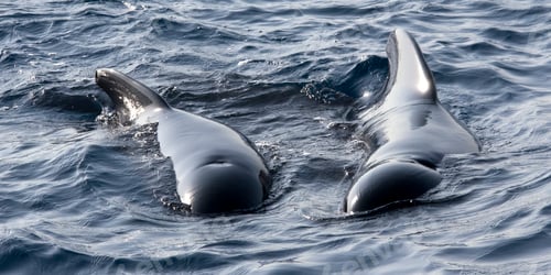 Preview: Long-finned Pilot Whale, El Estrecho Natural Park, Spain