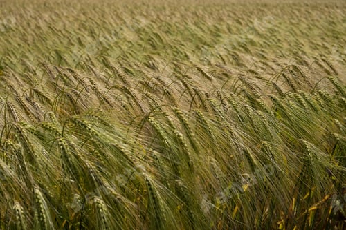Preview: Wheat field close-up.