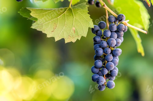Preview: Dark blue ripening grape cluster lit by bright sun on blurred colorful bokeh copy space background.