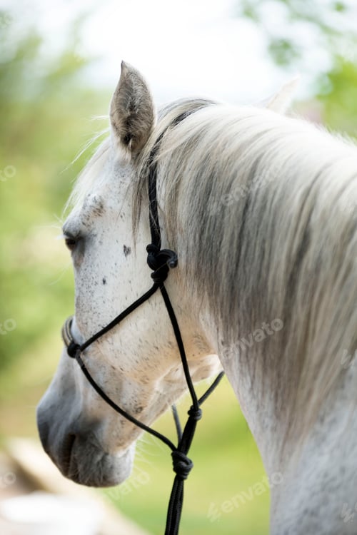 Preview: horse with ethological halter
