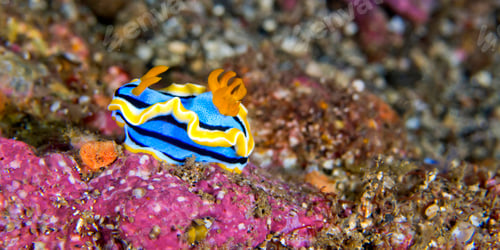 Preview: Sea Slug, Lembeh, Indonesia