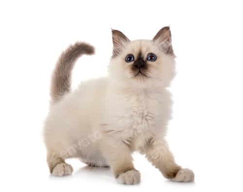 Preview: birman kitten in studio
