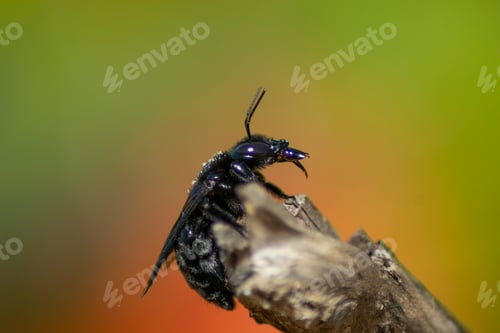 Preview: Macro of a black Carpenter bee on wood against the blurry green background