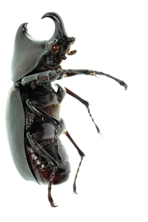 Preview: rhino hercules beetle