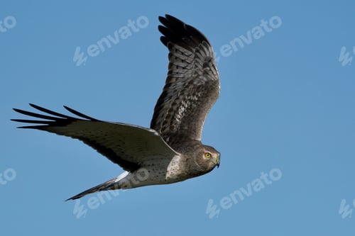 Preview: Flying Hen harrier against a clear blue sky