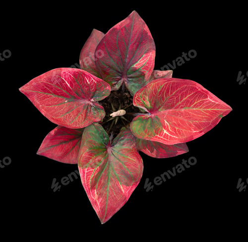 Preview: Beautiful colorful caladium on Black background isolate with clipping path