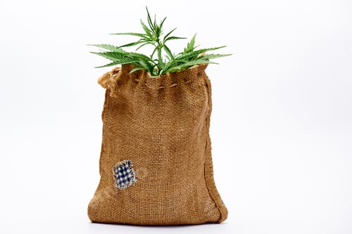 Preview: Jute bag with cannabis