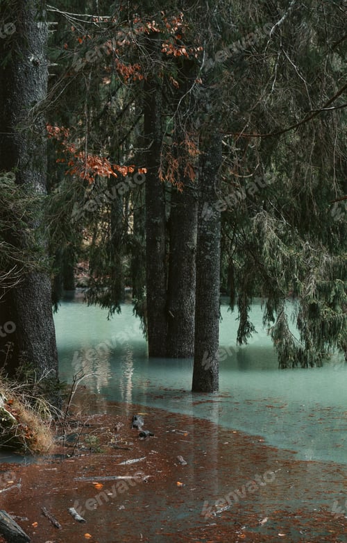Preview: Moody forest with lake flooding tree trunks
