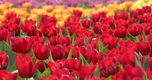 Preview: Beautiful colorful tulip field