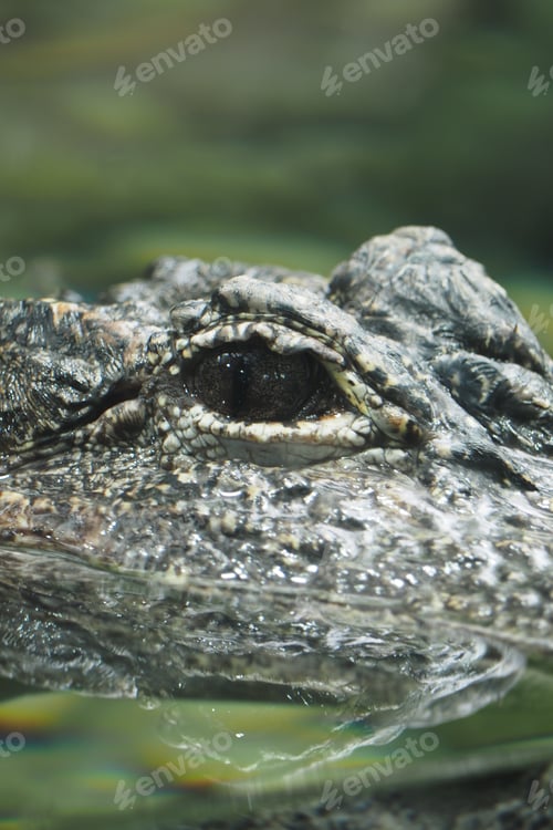 Preview: Crocodile swimming in water close to the surface
