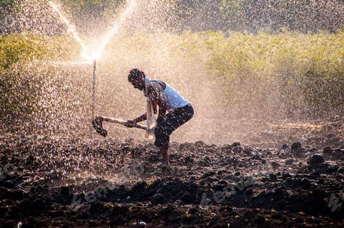 Preview: Young Indian Farmer working In the field in front of sprinklers at sunset