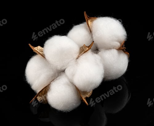 Preview: Cotton plant flower isolated on black background