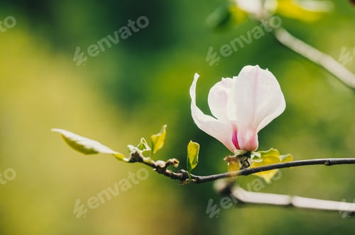 Preview: Magnolia flower blooms on a branch in a lush green environment during springtime