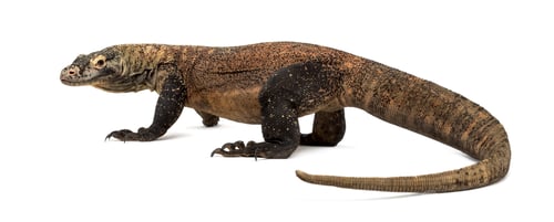 Preview: Komodo Dragon isolated on white