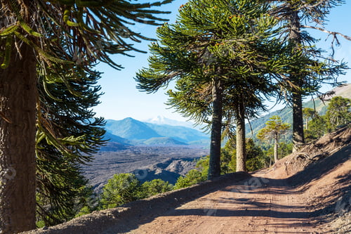 Preview: Araucaria