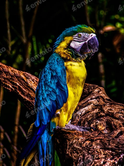 Preview: bird, parrot, Scarlet, Macaw