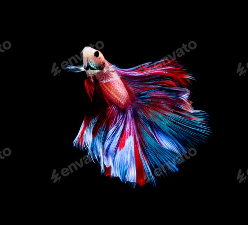 Preview: Betta fish, siamese fighting fish, betta splendens isolated on black background