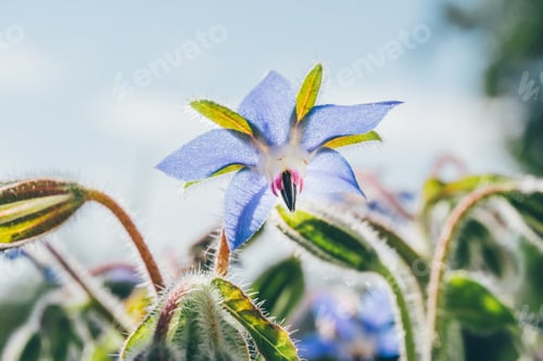 Preview: Borage (Borago officinalis) flowers and buds in the garden