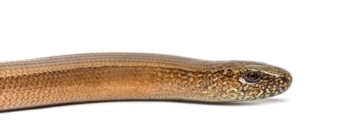 Preview: slowworm, Anguis fragilis, Isolated on white