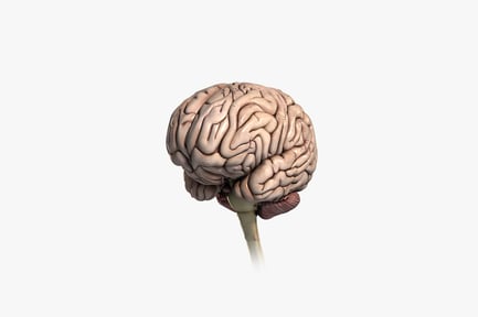 Preview: Lateral view of human brain structure