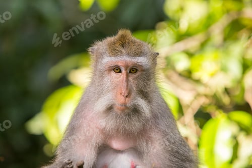Preview: Watchful Monkey