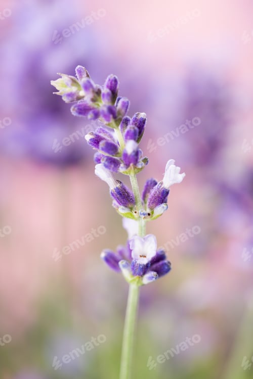Preview: Lavender flowers.