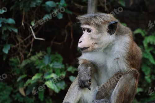 Preview: Wild monkey sitting in rainforest in Sri Lanka