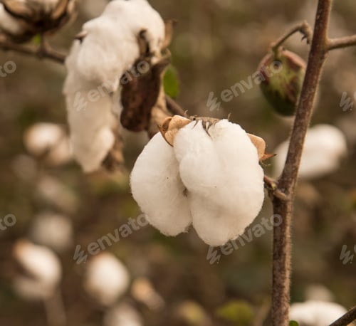 Preview: Cotton field white with ripe cotton ready for harvesting, India