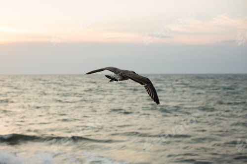 Preview: Seagull are flying in the yellow sunset