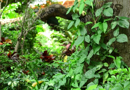 Preview: plants background