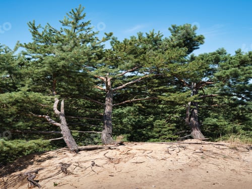 Preview: Sand dunes in Zahorie, Slovakia
