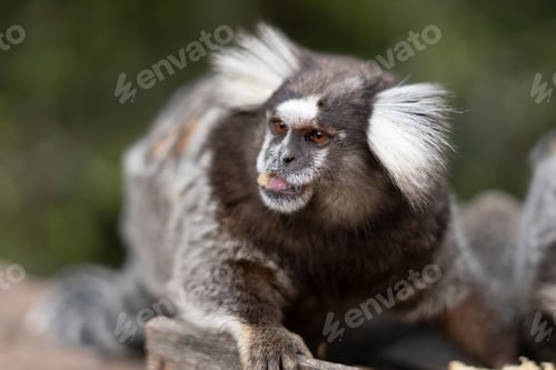 Preview: Monkey portrait