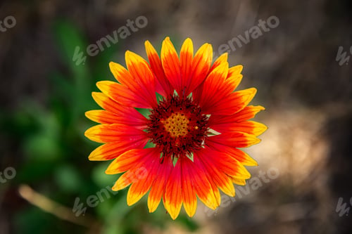 Preview: Close up Gaillardia - blanket flower - beautiful bright yellow and red flower.