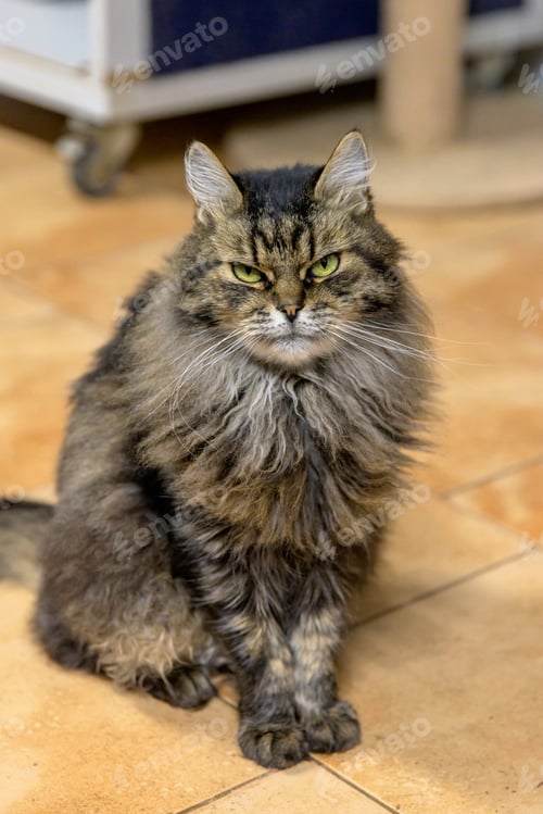 Preview: Fluffy Long-Haired Tabby Cat in Shelter Room