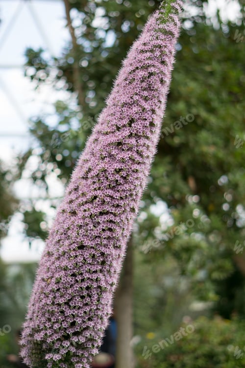 Preview: Vibrant shot of a purple bistort flower in full bloom a lush tree