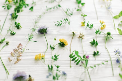 Preview: Spring flowers. Beautiful wildflowers composition on white wood. Hello Spring