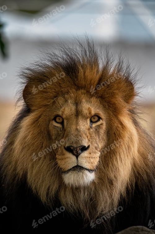 Preview: Vertical shot of an adult male lion in a field against a blurred background