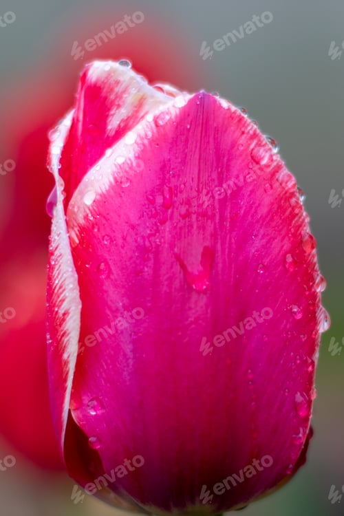 Preview: Summer background. Close-up of a tulip bud. Bright red color. Saturation.