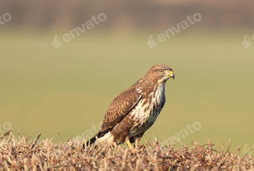 Preview: Closeup shot of a Common buzzard on the grass on a sunny day