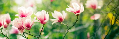 Preview: Tree flowers blossom