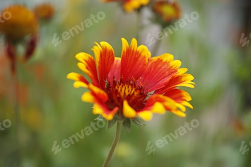 Preview: Closeup shot of a blanket flower blossoming in the garden