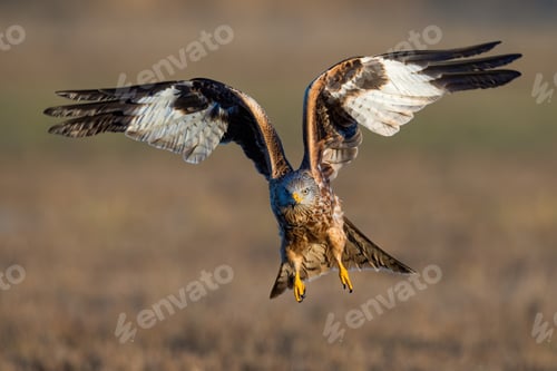 Preview: Red kite approaching in flight from front in summer