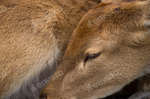 Preview: Close up of the sleep deer