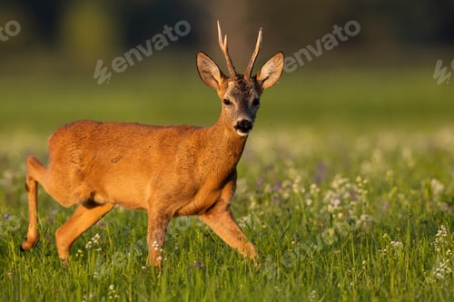 Preview: Roe deer walking on blooming meafow in summer sunlight