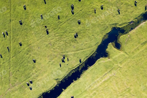 Preview: Aerial view of group of neat walking with their shadows
