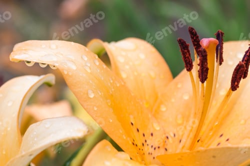 Preview: Colorful orange lily
